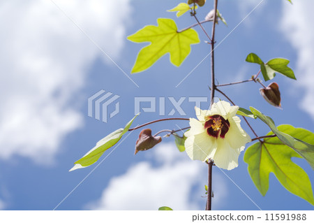 與藍天后面的棉花花 11591988