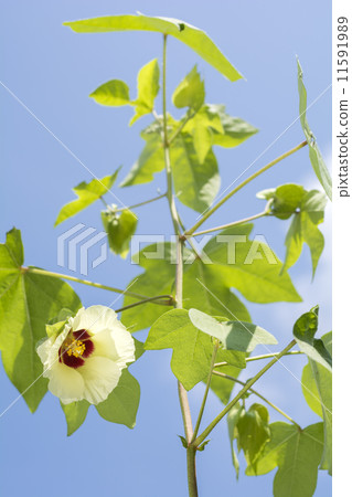 與藍天后面的棉花花 11591989