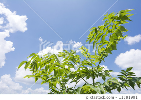 Taranoki葉子與藍天的 11591991