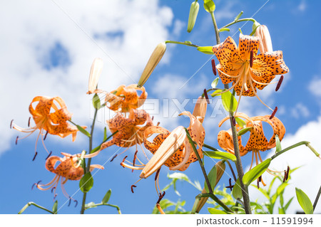 Oni百合花與後邊藍天的 11591994