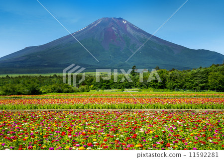 Sacred potato and Mt. Fuji 11592281