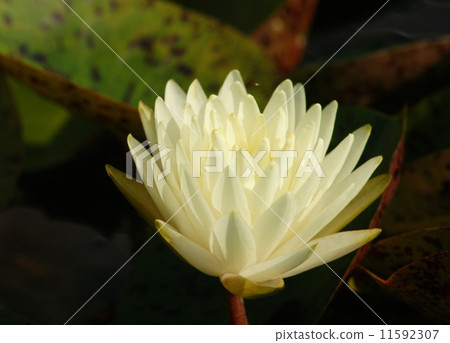 Water lily white flower 11592307