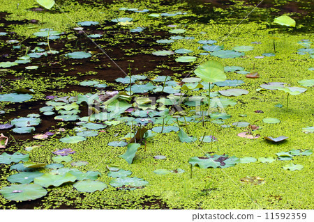 Lotus lotus 11592359