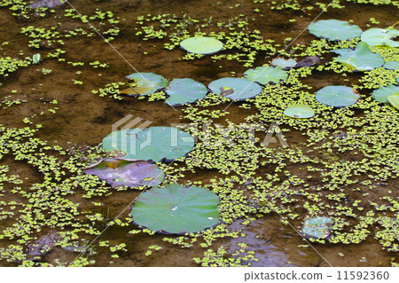 Lotus lotus 11592360