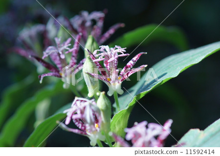 我的名字是Dorado Grass Hototogisu。 11592414