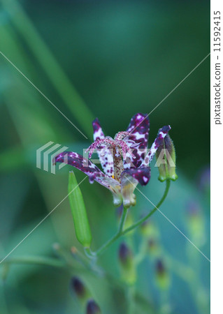 我的名字是台灣Dusubia Grass台灣Hototogisu。 我的名字是台灣Dusubia Grass台灣Hototogisu。 11592415