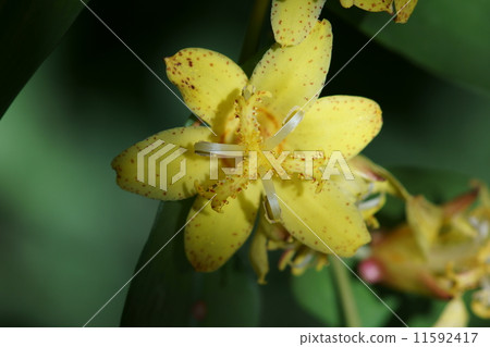 My name is Yellow Flower Piercing Duck Flower Kibana Knockinuki Hototogisu. 11592417