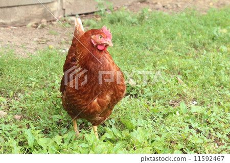 Chicken Chicken 11592467