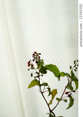 Indoor shooting 11592582