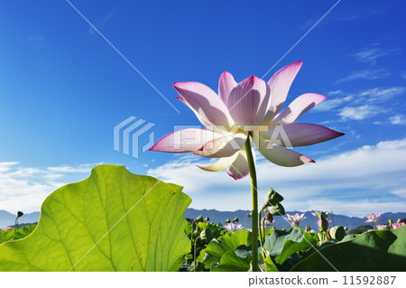 蓮花 蓮花 11592887