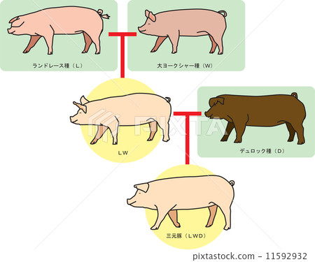 Three Yuan Pig Mating Diagram Stock Illustration