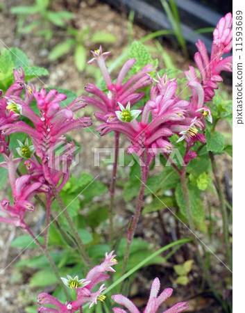 袋鼠便便 11593689