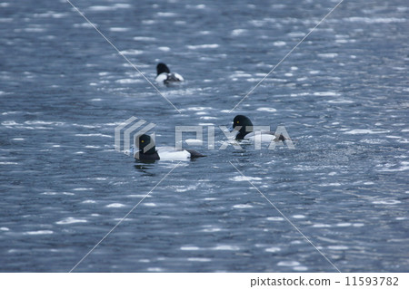 我的名字是Suzuko Suzugamo。這是男性。 11593782