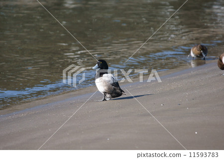 我的名字是Suzuko Suzugamo。這是男性。我的妻子是棕色的。 我的名字是Suzuko Suzugamo。這是男性。我的妻子是棕色的。 11593783