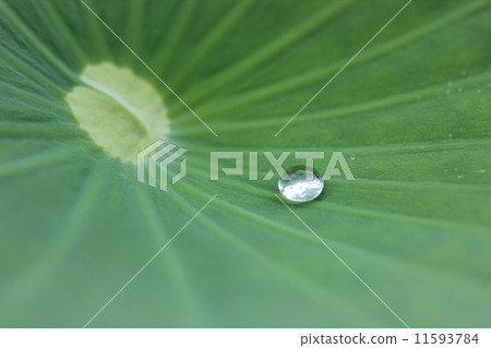 水滴在荷葉中積累 11593784