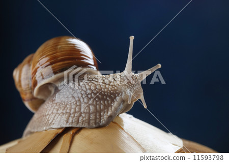 Land snail Land snail 11593798