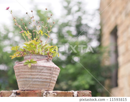 清爽的植物 11593815