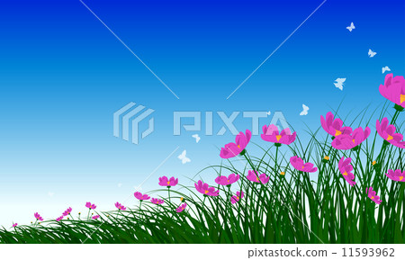 Chamomiles on summer background Chamomiles on summer background 11593962