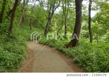 Summer of Hino city-city Hirayama castle ruins park 11594179