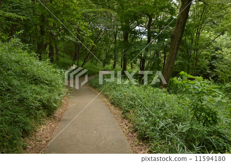 Summer of Hino city-city Hirayama castle ruins park 11594180