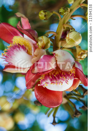 Salavan flowers 11594338