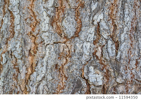 Bark 11594350