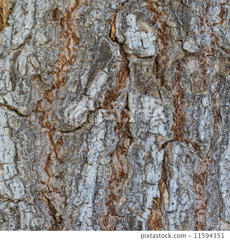 Bark 11594351