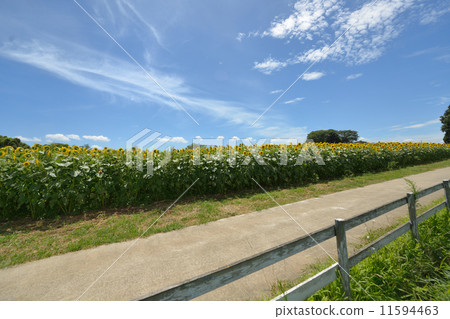 Sunflower field 11594463