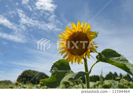 sunflower sunflower 11594464