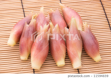 日本生薑 11594839