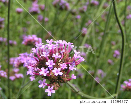 Veravena Bonari Ensis purple flowers 11594877