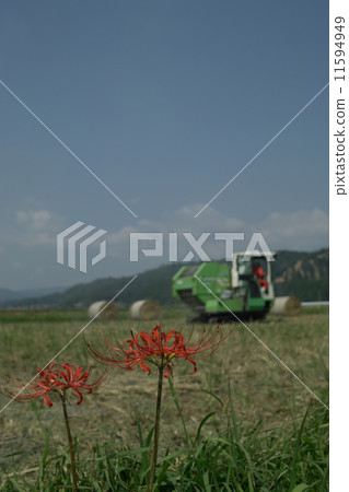 After harvesting, scenery making rice rolls and Higa buna watching over it After harvesting, scenery making rice rolls and Higa buna watching over it 11594949