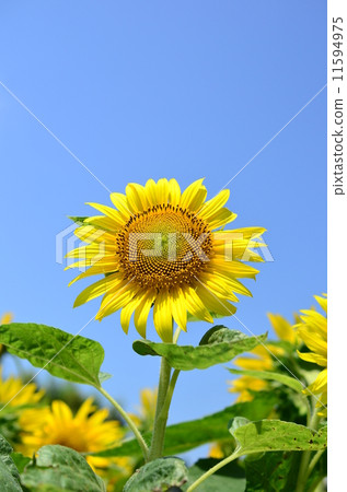 向日葵田♪ 11594975