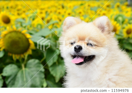 Sunflower field ♪ 11594976