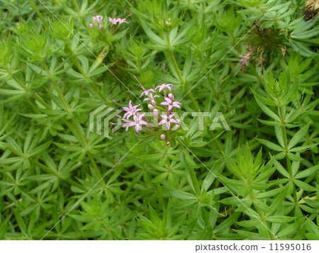Fopsis Stilosa is a collection of peachy small flowers Fopsis Stilosa is a collection of peachy small flowers 11595016