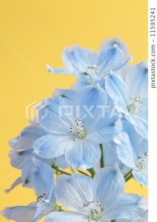 Yellow background delphinium Yellow background delphinium 11595241
