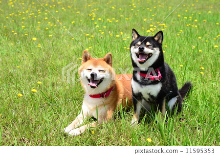 A good friend 11595353