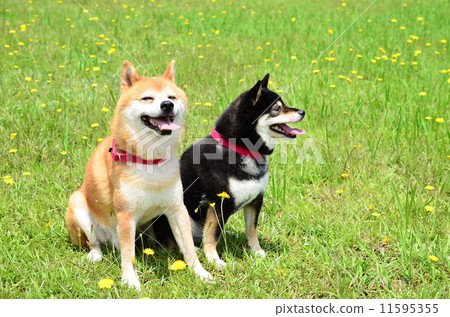 It's getting hotter ♪ 11595355