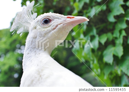 White Peacock White Peacock 11595435