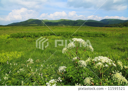 Yatsushima Mire在夏天 11595521