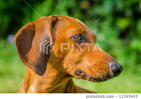 Portrait of dachshund dog at park Portrait of dachshund dog at park 11595603