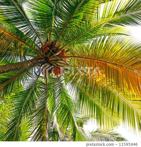 coconut tree background 11595846