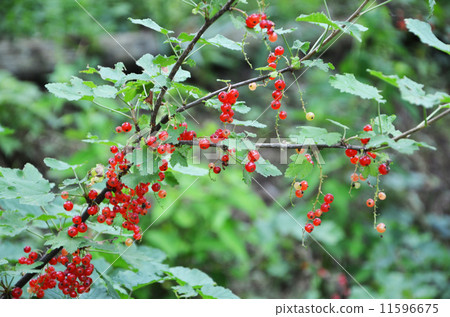 紅色頭骨 紅色頭骨 11596675