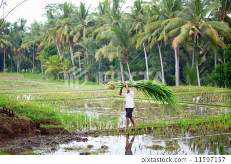 Man working on rice paddies near Ubud, Bali 11597157