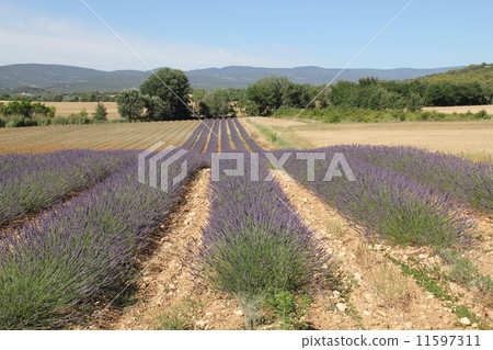 Lavender path Lavender path 11597311
