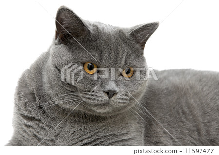 portrait of a gray Scottish cat on a white background 11597477