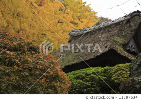 共和國寺廟的秋葉 共和國寺廟的秋葉 11597634