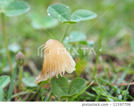 生長在草坪的蘑菇 生長在草坪的蘑菇 11597706