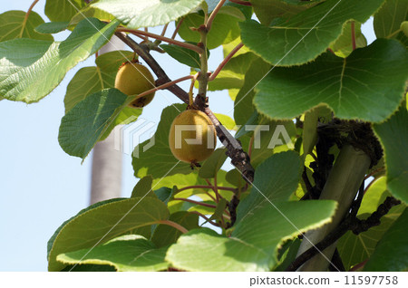 奇異果 奇異果 11597758