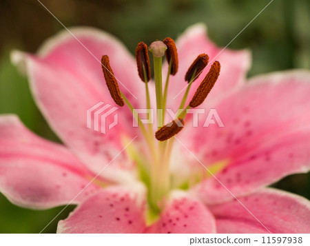 百合 11597938